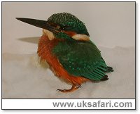 Kingfisher - Photo  Copyright 2005 Gary Bradley