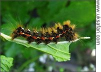 Knot Grass Larva - Photo  Copyright 2008 Debbie Winfield