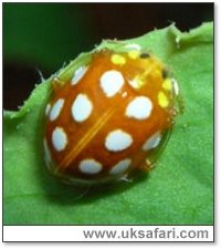 Orange Ladybird - Photo  Copyright 2005 Mary Youngman