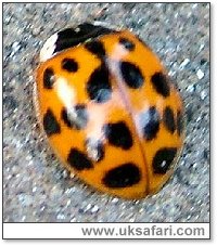 Harlequin Ladybird - Photo  Copyright 2005 M. Akehurst