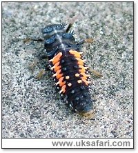 Harlequin Ladybird Larva - Photo  Copyright 2005 M. Akehurst