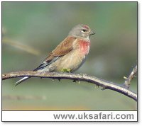 Linnet - Photo  Copyright 2006 Lesley Gadsden