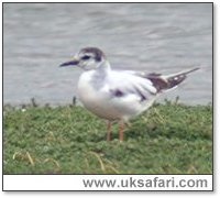 Little Gull - Photo  Copyright 2005 Steve Botham: s.botham@ntlworld.com