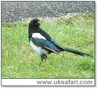 Magpie - Photo  Copyright 2005 Gary Bradley