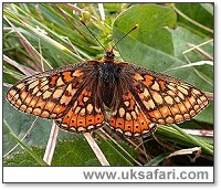 Marsh Fritillary - Photo  Copyright 2003 Steve Botham