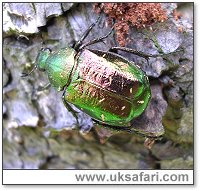 Noble Chafer - Photo  Copyright 2006 Matt Smith/PTES