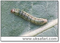 Green Oak Tortrix - Photo  Copyright 2001 Gary Bradley