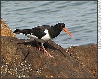 Oystercatcher - Photo  Copyright 2006 John Chilton