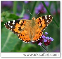 Painted Lady - Photo  Copyright 2002 Margaret Barton