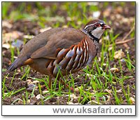 Red-Legged Partridge - Photo  Copyright 2004 Andy Darrington