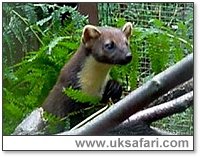 Pine Marten - Photo  Copyright 2000 Patrick Wilson