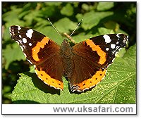 Red Admiral - Photo  Copyright 2003 Gary Bradley