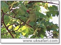 Ring-Necked Parakeet - Photo  Copyright 2000 Gary Bradley