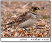 Shore Lark - Photo  Copyright 2005 Steve Botham