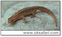 Smooth Newt - Photo  Copyright 2001 Gary Bradley