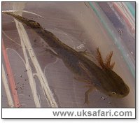 Young Smooth Newt - Photo  Copyright 2004 Daisy Horton