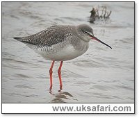 Spotted Redshank - Photo  Copyright 2005 Steve Botham