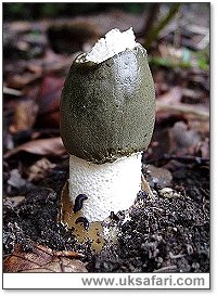 Stinkhorn - Photo  Copyright 2004 Dean Stables