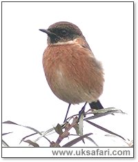 Stonechat - Photo  Copyright 2005 Steve Botham: s.botham@ntlworld.com