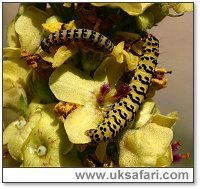 Striped Lychnis Larvae - Photo  Copyright 2005 Roger Wasley