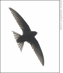 Swift - Photo © Copyright 2007 Steve Botham