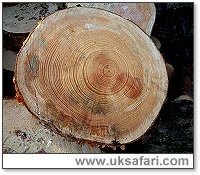 Treerings - Photo  Copyright 2004 Gary Bradley