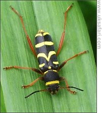 Wasp Beetle - Photo  Copyright 2008 Isabel Clark