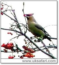 Waxwing - Photo  Copyright 2006 Colin Ebdon