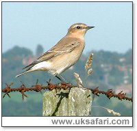 Wheatear - Photo  Copyright 2004 Gary Bradley