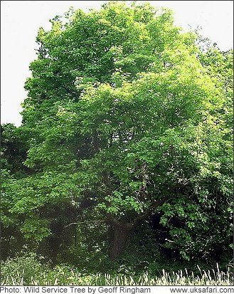 Wild Service Tree - Photo  Copyright 2008 Geoff Ringham