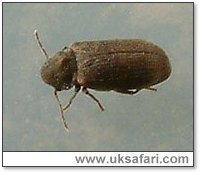 Woodworm Beetle - Photo  Copyright 2006 G. Bradley