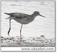 Lesser Yellowlegs - Photo  Copyright 2005 Steve Botham: s.botham@ntlworld.com