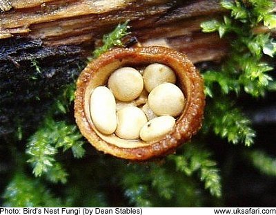 bird's nest fungi