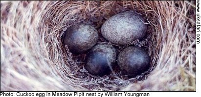 Cuckoo egg in a Meadow Pipit nest - Photo © Copyright 2009 William Youngman