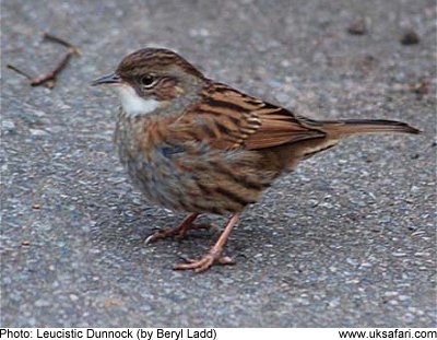 Leucistic Dunnock