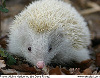 White Hedgehog