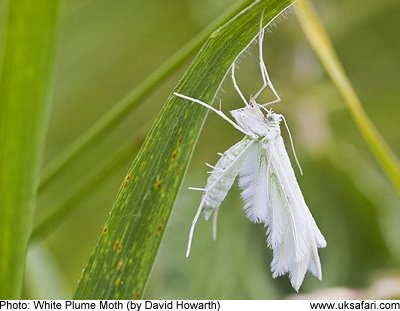 White Plume Moths - Pterophorus pentadactyla - UK Safari