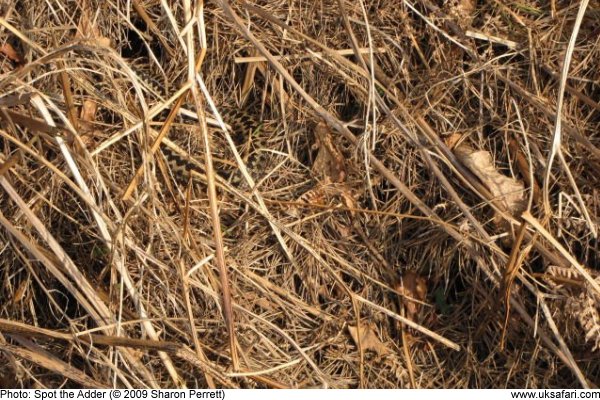 Spot the adder hidden in the dry grass