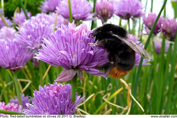 Bumblebee by G. Bradley