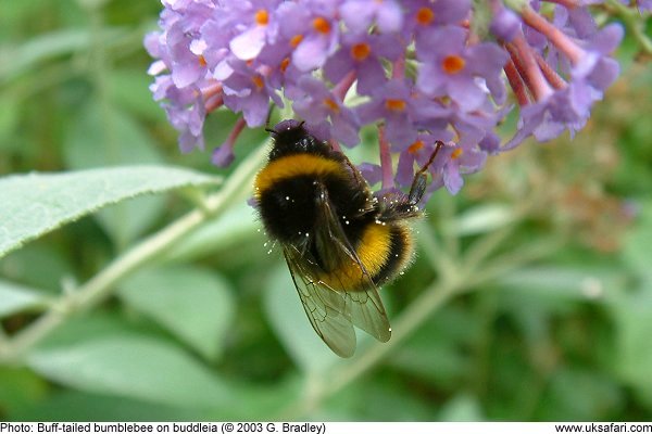 Bumblebee by G. Bradley