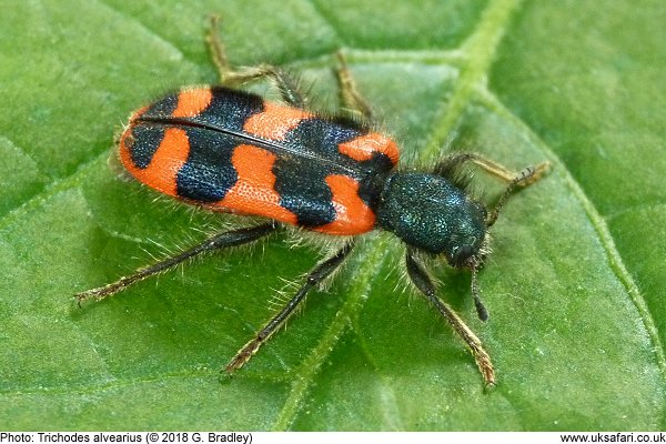 Checkered Bee Beetle