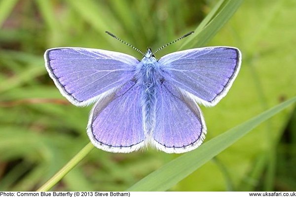 Common Blue Butterfly