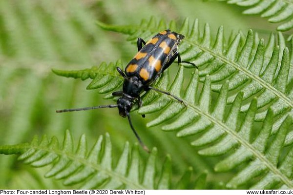 Four-banded Longhorn Beetle