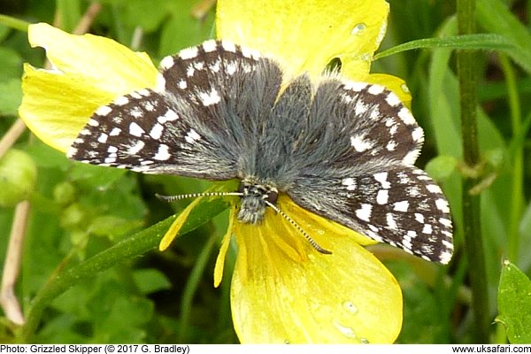 Grizzled Skipper