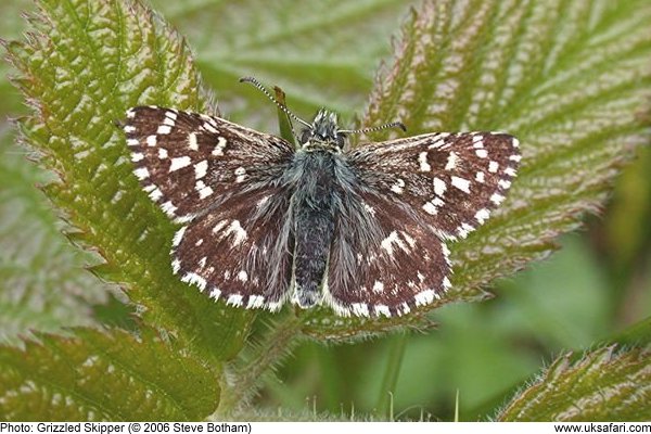 Grizzled Skipper