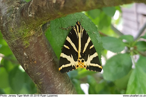 Jersey Tiger Moth