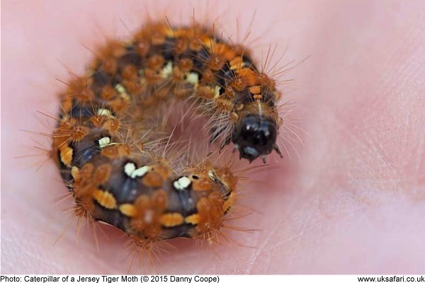 Jersey Tiger Moth Larva