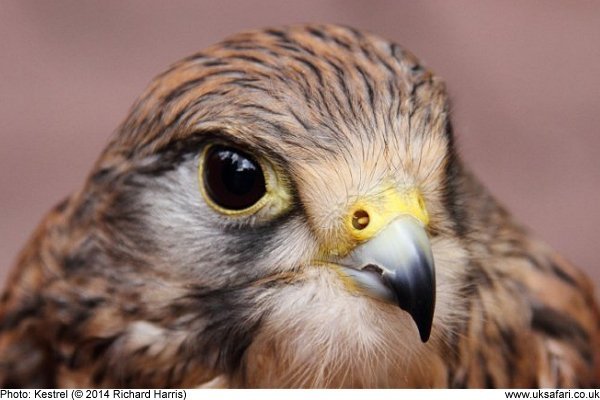 Kestrel by Richard Harris