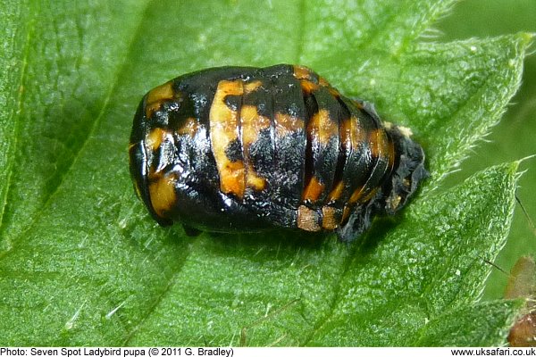 ladybird pupa