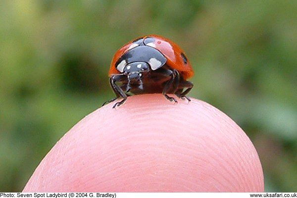 7-Spot Ladybird